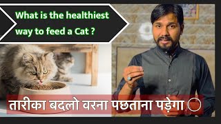 what is the healthiest way to feed a cat ? ll क्या है बिल्ली को खिलाने का सबसे स्वस्थ तरीका? #cat