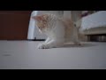 【大興奮の夜】初めてレーザーポインターを見た子猫が可愛すぎる kitten who saw a laser pointer for the first time