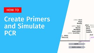 How to Create Primers and Simulate PCR in SnapGene
