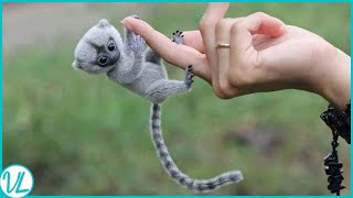Finger Monkey! Most Adorable Animal In The World
