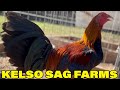 Sweater Gavilan Kelso Grey SAG FARMS - Beautiful Birds Arkansas