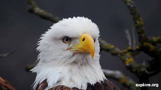 Rebuilding the Decorah North Nest