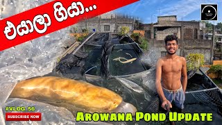 වතුර වැදිලා වැඩි උනා 😰 #vlog56 #thefishyflex #arowana