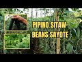 PIPINO SITAW SAYOTE BEANS