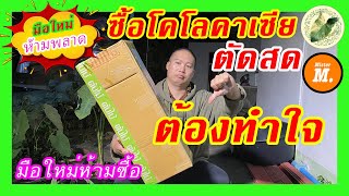 ซื้อโคโลคาเซียตัดสด ต้องทำใจ! มือใหม่ห้ามซื้อ ต้นไม้อาจกลับดาวได้