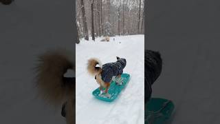 My dog goes sledding! How did he do? #funnydog #dog #doglover #doglife #sledding #snowday #snowstorm