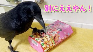 [ひなあられを食べるカラスのリキ] メスかもしれないので一応w