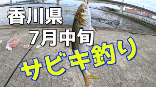 香川県7月中旬　サビキ釣り