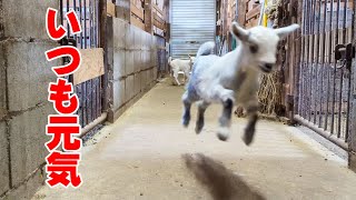 いつも元気な5頭の子ヤギたち　2022年3月2日 Goat Farm 吉がけヤギ牧場