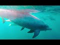 incredible marine life 4k ultra hd best of dolby vision 12k hdr 120fps 8k tv