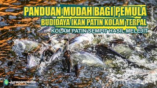 BUDIDAYA IKAN PATIN DI AREA SEMPIT HASIL MELEJIT DENGAN KOLAM TERPAL VERSI JURAGAN PEDIA