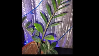 All About ZZ Plant/How to take care of ZZ Plant/Sunlight- Watering-Propogation