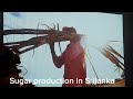 sugar production in srilanka ශ්‍රී ලංකාවේ සීනි නිෂ්පාදනය