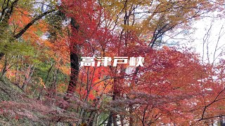 【mini vlog】紅葉スポット行ってみた🍁🍂🪵🐿