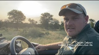 Timbavati Lions : Charles Chats About Black Dam Male vs Monwana Males