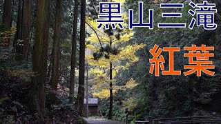 紅葉 黒山三滝 くろやまさんたき 埼玉県入間郡越生町 Autumn leaves in Japan. KUROYAMASANTAKI　2021/11/23