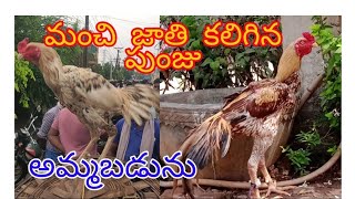 మంచి జాతి కలిగిన పుంజు అమ్మబడును  ,9346099241  18,5,2024