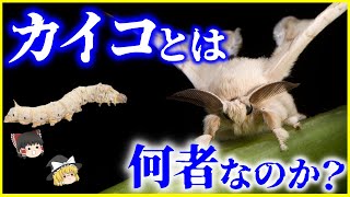 【ゆっくり解説】昆虫界のニート…⁉「カイコ」とは何者なのか？を解説/人間なしでは生きられぬ蚕の実はすごい生態と養蚕の歴史・伝説