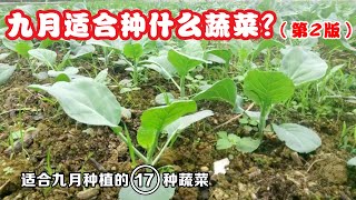 九月可以种什么？这17种蔬菜很合适，秋冬不愁没菜吃|What vegetables to grow in September 2|（九月种菜清单第2版）