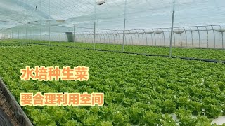 水培种植生菜，合理提升空间利用率，一亩能做二亩用