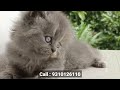 new year sale sale sale persian cats u0026 kittens for sale in delhi cash on delivery cats market