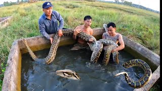 6 Brave Expert Catch Giant Python By Hand
