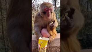 He likes popcorn #animal #monkey