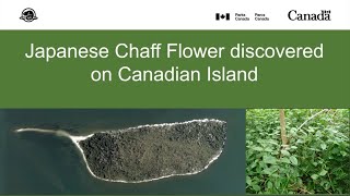 Japanese Chaff Flower discovered on Canadian Island