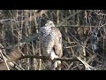 krogulec samica eurasian sparrowhawk female accipiter nisus