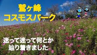 鷲ヶ峰コスモスパークに行ってきましたが迷って迷って細い道でやっとこさ辿り着きました😆#鷲ヶ峰コスモスパーク#和歌山 #コスモス #ドライブ #google #yahoo