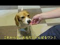 おねだり 【おてんばビーグルふくちゃん】その240