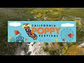 the california poppy wildflower tourism and super blooms