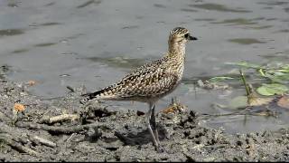 Pacific Golden Plover 3, FullHD JH1RNZ