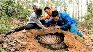 Suffocation + four young men surrounded the giant king cobra at the edge of the forestt