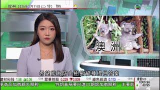 無綫TVB 0200新聞報道｜義烏國際商貿城春節後「啟市」 有商戶稱不擔心加關稅影響生意｜澳洲新南威爾士州發現「樹熊天堂」 當局加緊植樹助擴大生活空間｜澳洲阿德萊德退伍軍人協會收到來歷不明一戰日記｜