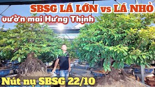 Bí mật SBSG lá lớn vs lá nhỏ vườn mai Hưng Thịnh tình hình nút nụ 22/10âl lo lắng thời tiết cuối năm