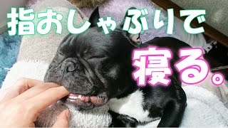 指をおしゃぶりにして眠る甘えん坊フレンチブルドッグ