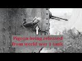 rzeczy które musisz wiedzieć o feral pigeons