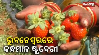 Kandhamal strawberry now available in Bhubaneswar || Kalinga TV