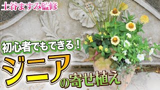 【ジニアの寄せ植え】初心者でも簡単テクニック！