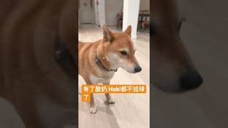 见了酸奶就使劲儿舔嘴巴的哈哈 #柴犬 #柴犬の日常