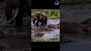 Elephant crossing hippo lake #trending #animals #wildlife #elephant #hippo #shorts #short