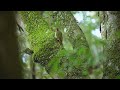 苔の付いた木でエサを食べるアオゲラ