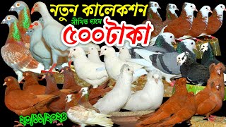 নতুন কালেকশন সীমিত দামে ৬০ পিস ৫০০ টাকায় ভালো মানের সেরা কবুতর কিনুন কমদামে কবুতর ক্রয় বিক্রয়