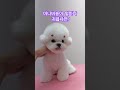 놀라자빠지게 귀여운 미니비숑 귀툭튀컷✂️bichon frise grooming. 안양애견미용 shorts