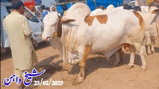 Heavy Bull's In Sheikhwan Cow Mandi|23/02/2025|#Mandivisit|