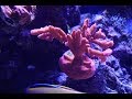 Achieving SPS Coral Color and Growth | Before and After Photos Part 1