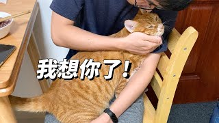 猫咪有多爱主人？加班回来晚了，一个劲地撒娇求抱抱【旧视频】