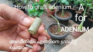 How to graft Adenium #adenium #grafting #gardentips  അഡീനിയം  ഗ്രാഫറ്റിംഗ് #അഡീനിയം  എങ്ങനെ  ഗ്രാഫ്റ