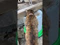 変わった場所の水を飲みたがる猫❗️お見送りに出て来て甘える、＂ちび玉ちゃん